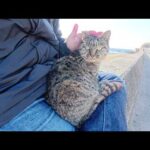 堤防に整列していたキジトラ猫をひざの上に乗せてみた(YouTube)