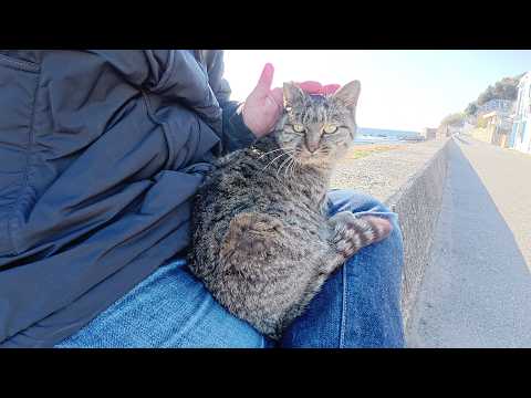 堤防に整列していたキジトラ猫をひざの上に乗せてみた(YouTube)