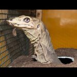 進展ありあり【爬虫類ごはんあげラジオ10】(YouTube)