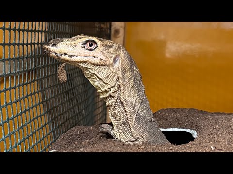 進展ありあり【爬虫類ごはんあげラジオ10】(YouTube)