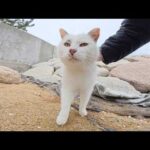 砂浜へ行くと、マロ猫がこぶしのきいた声で新年の挨拶をしてくれた(YouTube)