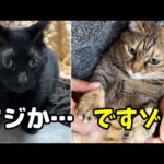 終わった後の余裕感な猫と待機中の猫と心配そうに見守る柴犬がとても可愛い【犬と猫大家族の爪切り】(YouTube)