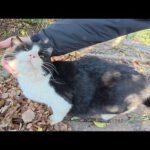 河原でくつろいでいたキジトラ猫がお友達のハチワレ猫を紹介してくれた(YouTube)