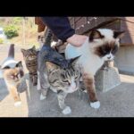 たくさんの猫達が待合室の前で人間を出待ちして甘えてきた(YouTube)