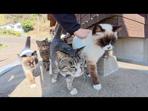 たくさんの猫達が待合室の前で人間を出待ちして甘えてきた(YouTube)