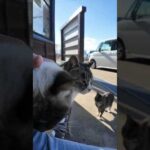猫島の渡船場の猫ちゃん、一番小さい黒猫ちゃんはいつも割り込んで膝の上に乗ってくる(YouTube)