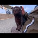 防波堤の黒猫ちゃん、撫でたら当然のように膝の上でゴロゴロ甘えてきて可愛すぎた(YouTube)