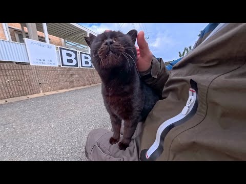 防波堤の黒猫ちゃん、撫でたら当然のように膝の上でゴロゴロ甘えてきて可愛すぎた(YouTube)