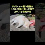 アメショー柄の美猫がトコトコ駆け寄って来てコテンと寝転がる #猫 #ねこ #cat(YouTube)