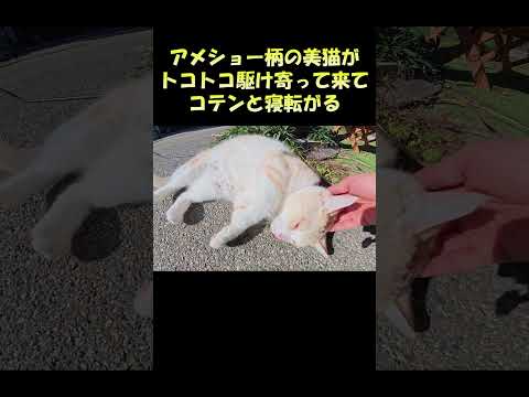 アメショー柄の美猫がトコトコ駆け寄って来てコテンと寝転がる #猫 #ねこ #cat(YouTube)