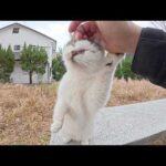 水玉模様の猫が立ち上がってキュルキュルと鳴きながら甘えてきた(YouTube)