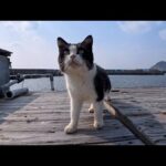 漁港を歩いていたら、可愛すぎる猫に遭遇してしまった…癒し注意⚠️(YouTube)