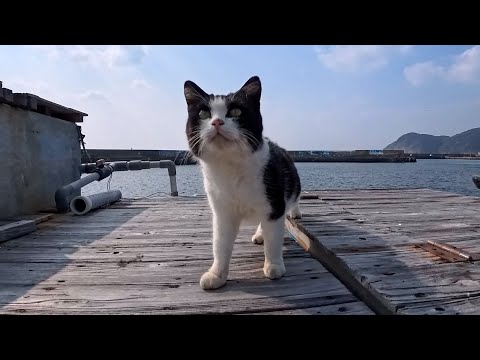 漁港を歩いていたら、可愛すぎる猫に遭遇してしまった…癒し注意⚠️(YouTube)