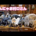 みんにゃお利口さんにしてくれてます  2026 01 21 2(YouTube)