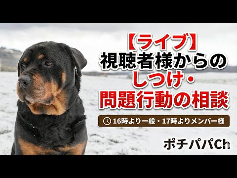 【ライブ】視聴者様からのしつけ・問題行動の相談　16時より一般・17時よりメンバー様(YouTube)