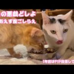 今日の悪戯を考えながら朝ご飯です  1年前はFIP投薬してたネオ   2026 01 10 1(YouTube)