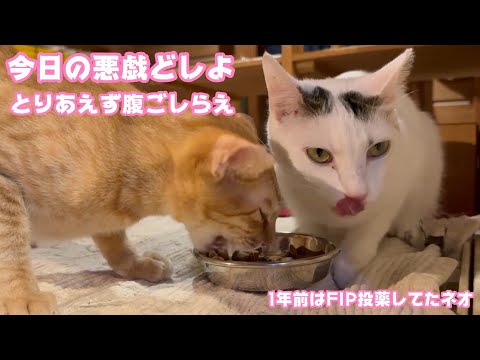 今日の悪戯を考えながら朝ご飯です  1年前はFIP投薬してたネオ   2026 01 10 1(YouTube)
