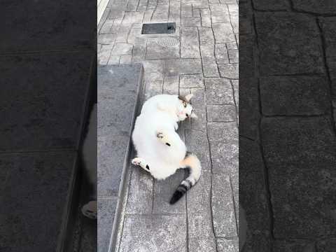 今日はコレで子供部屋の布団で寝ます(YouTube)