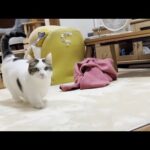 歩くとポテポテポテポテと音が聞こえてきそうな猫(YouTube)