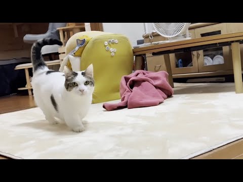 歩くとポテポテポテポテと音が聞こえてきそうな猫(YouTube)