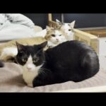 調子に乗って怒られて情けない顔になる猫(YouTube)