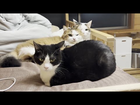 調子に乗って怒られて情けない顔になる猫(YouTube)