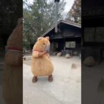 カピすぎで滅(YouTube)