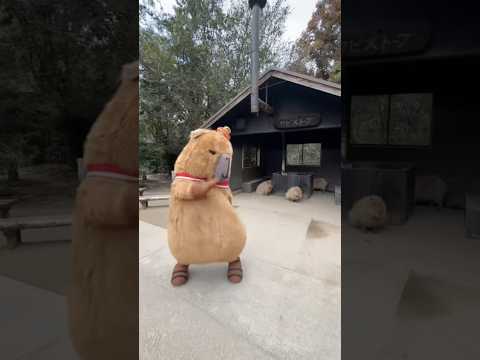 カピすぎで滅(YouTube)