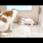 大好きな先輩猫に初めてブチ切れられた新入り子猫がこうなっちゃいました…(YouTube)