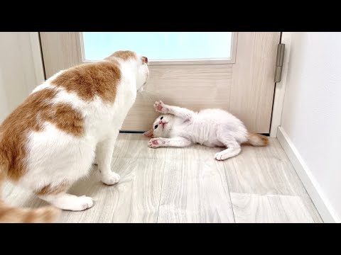 大好きな先輩猫に初めてブチ切れられた新入り子猫がこうなっちゃいました…(YouTube)