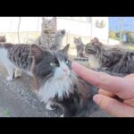 可愛い猫達が大集合してナデナデを要求してきた(YouTube)