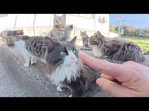 可愛い猫達が大集合してナデナデを要求してきた(YouTube)