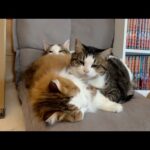 猫団子の中心にはモフモフの秀吉が(YouTube)