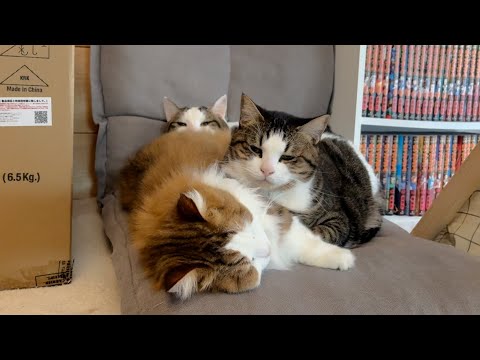 猫団子の中心にはモフモフの秀吉が(YouTube)