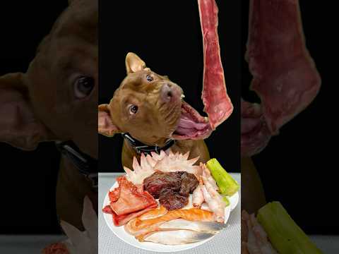 今日もごはんを秒で完食するピットブル(YouTube)