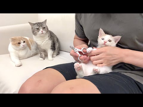 新入り子猫が爪切りされてるのを見て助けに来た先輩猫たちでしたがまさかのこうなっちゃいました…(YouTube)
