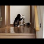 寝室に入れない不満がついつい声にでてしまう猫(YouTube)