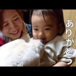 【訃報】相棒ポチ永眠しました(YouTube)