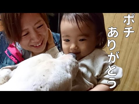 【訃報】相棒ポチ永眠しました(YouTube)