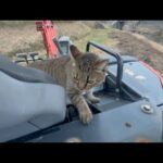 マニアック過ぎる乗り物大好きな猫(YouTube)