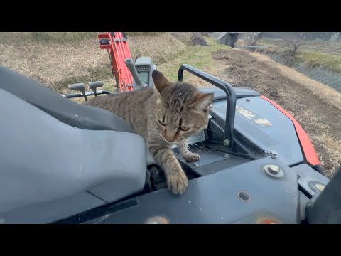 マニアック過ぎる乗り物大好きな猫(YouTube)