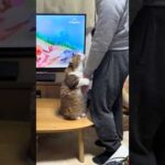 机の上に乗ってんで(YouTube)