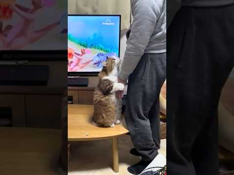 机の上に乗ってんで(YouTube)