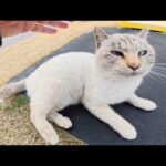 上機嫌で転げ回るシャム猫が「帰らないで！」と追いかけてきた(YouTube)