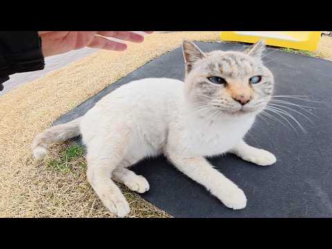 上機嫌で転げ回るシャム猫が「帰らないで！」と追いかけてきた(YouTube)