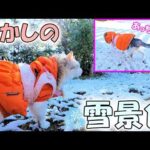 白銀の大地を進むネコ吉にボス吉も驚愕！数年ぶりの雪景色を楽しんだお正月のひととき🐈☃(YouTube)