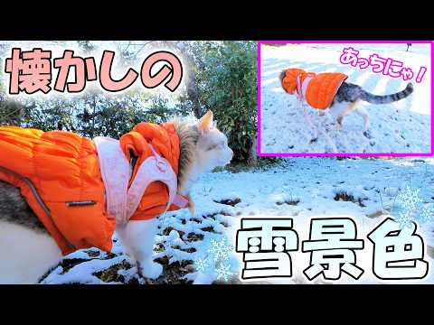 白銀の大地を進むネコ吉にボス吉も驚愕！数年ぶりの雪景色を楽しんだお正月のひととき🐈☃(YouTube)