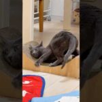 またたびにデレデレなハムちゃんを隠し撮り！ #shorts(YouTube)