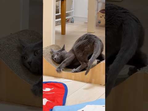 またたびにデレデレなハムちゃんを隠し撮り！ #shorts(YouTube)