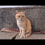 道路脇にいた猫を座って撫でていたら後から別の猫もやってきて喧嘩になった(YouTube)